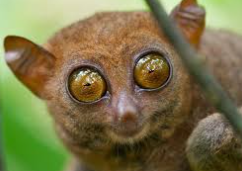 QB1 tarsier - Concours controleur des Douanes