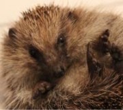 Portrait de K-Rochro