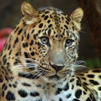 Portrait de beckounette