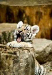 Portrait de lilihawk