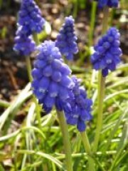 Portrait de Carine67