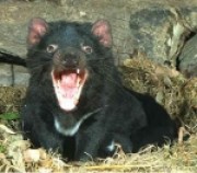 Portrait de Goldenou