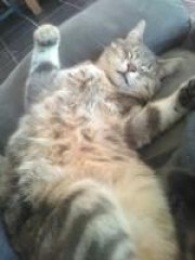 Portrait de selenath