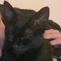 Portrait de Ninetta62400