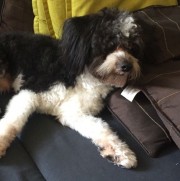 Portrait de DOLLYPRANE