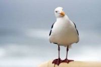 Portrait de La Mouette