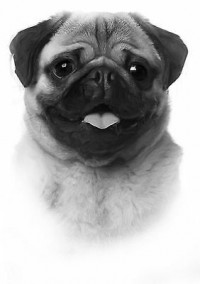 Portrait de jadeevan