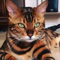 Portrait de Lalsaciennedu92