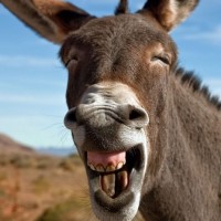 Portrait de Pangaya05