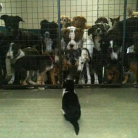 Portrait de Armadillo