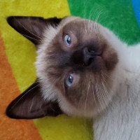 Portrait de Caro Line